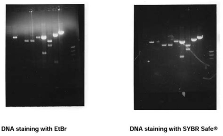 What are the methods of staining DNA using ethidium bromide?