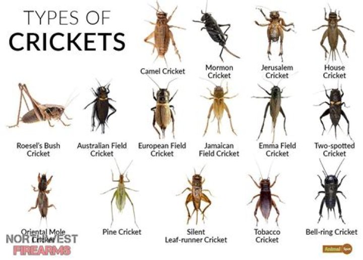 What are the names of a crickets?
