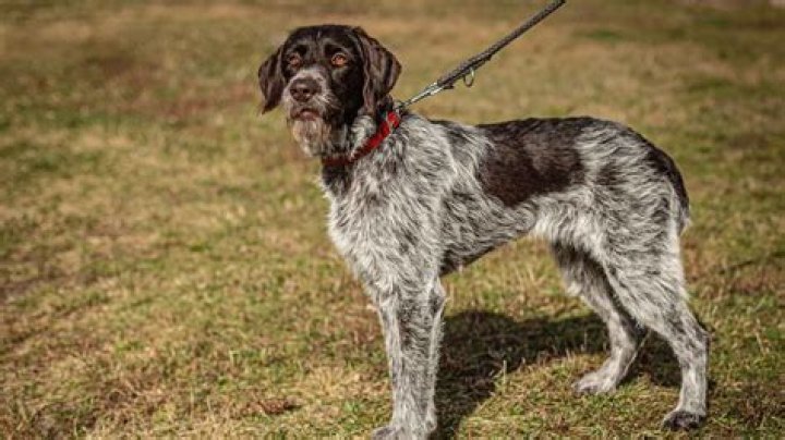 What are the size of pointers?