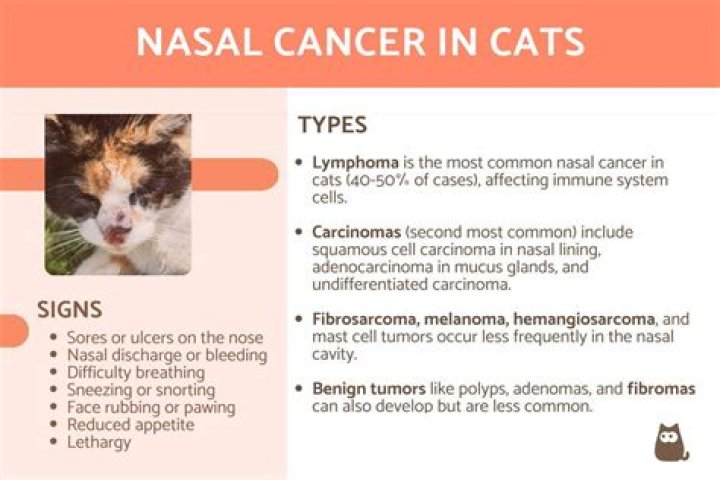 What are the symptoms of throat cancer in cats?