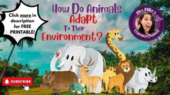 What are the three ways on how animals adapt to their environment?