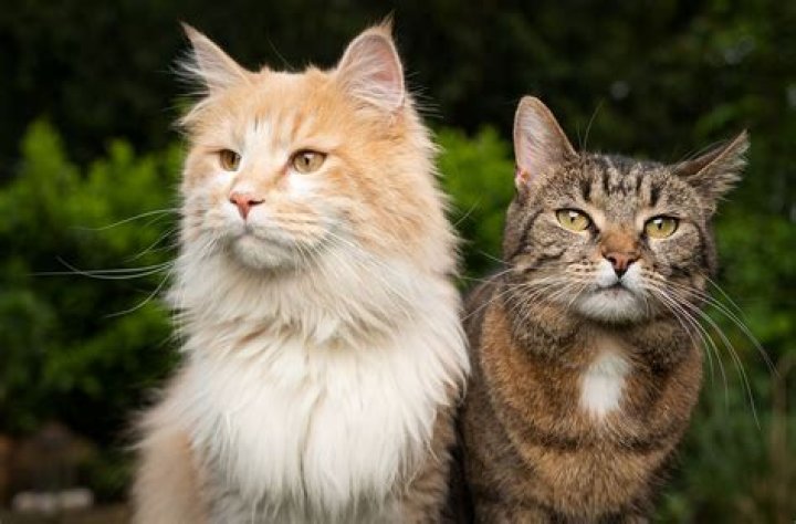What are the types of cats in China?