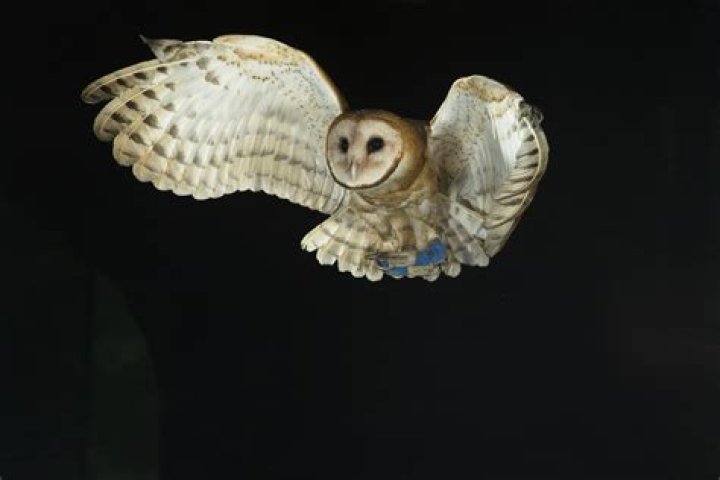 What are three adaptation that owls have to hunting at night?