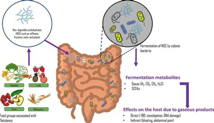 What bacteria causes intestinal gas?