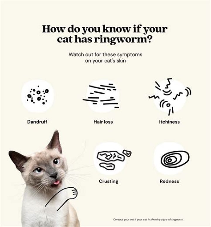 What can be mistaken for ringworm in cats?