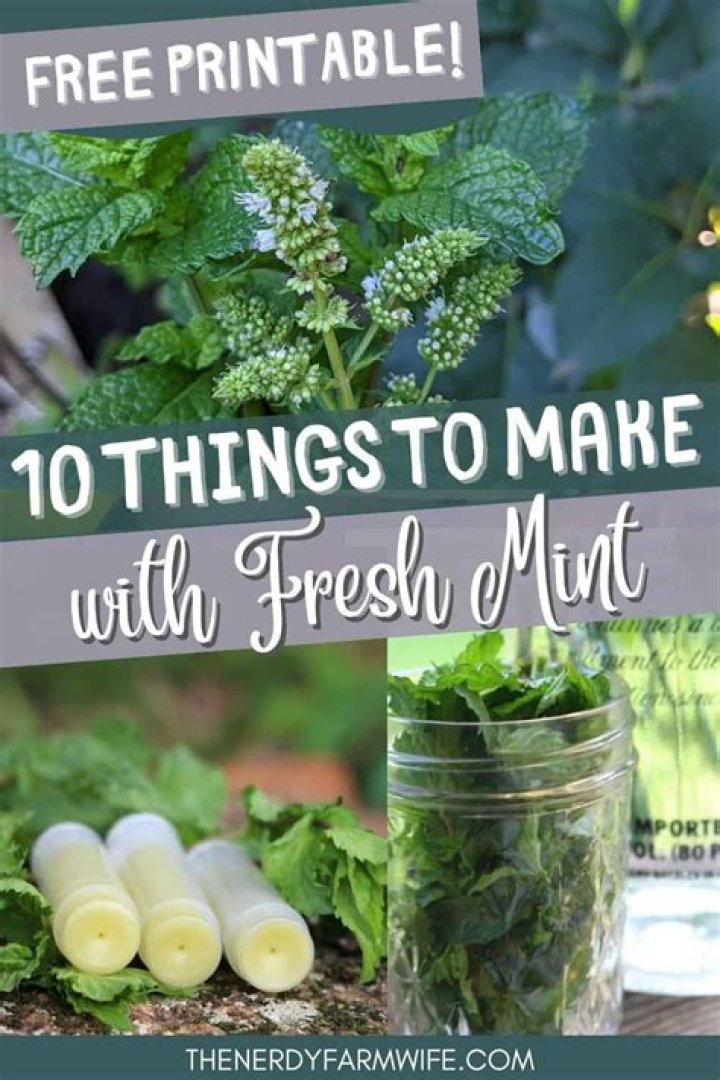 What can I do with fresh cut mint?