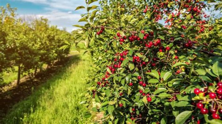 What can you plant next to a cherry tree?