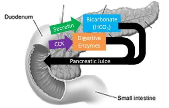 What causes the pancreas to release bicarbonate?