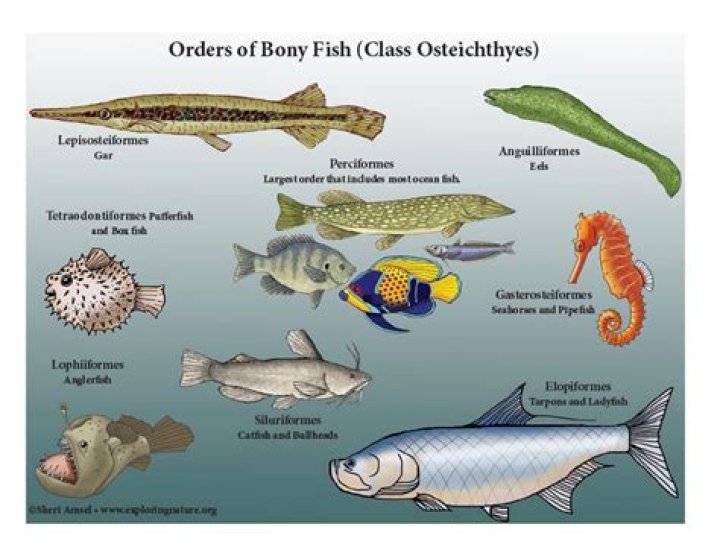 What class do bony fish belong to?