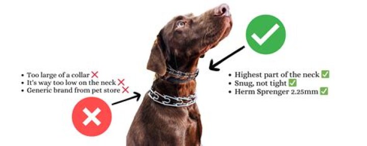 What collar do dog trainers use?