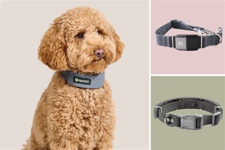 What collar is best for a Doberman?