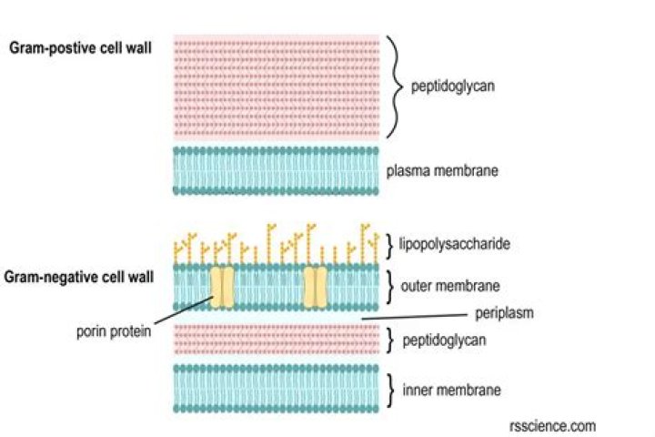 What color does a gram positive cell wall stain?