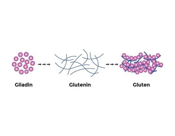 What contains glutenin and gliadin?