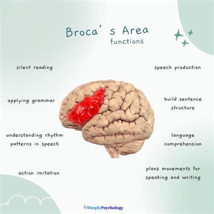 What did Broca measure in the brains?