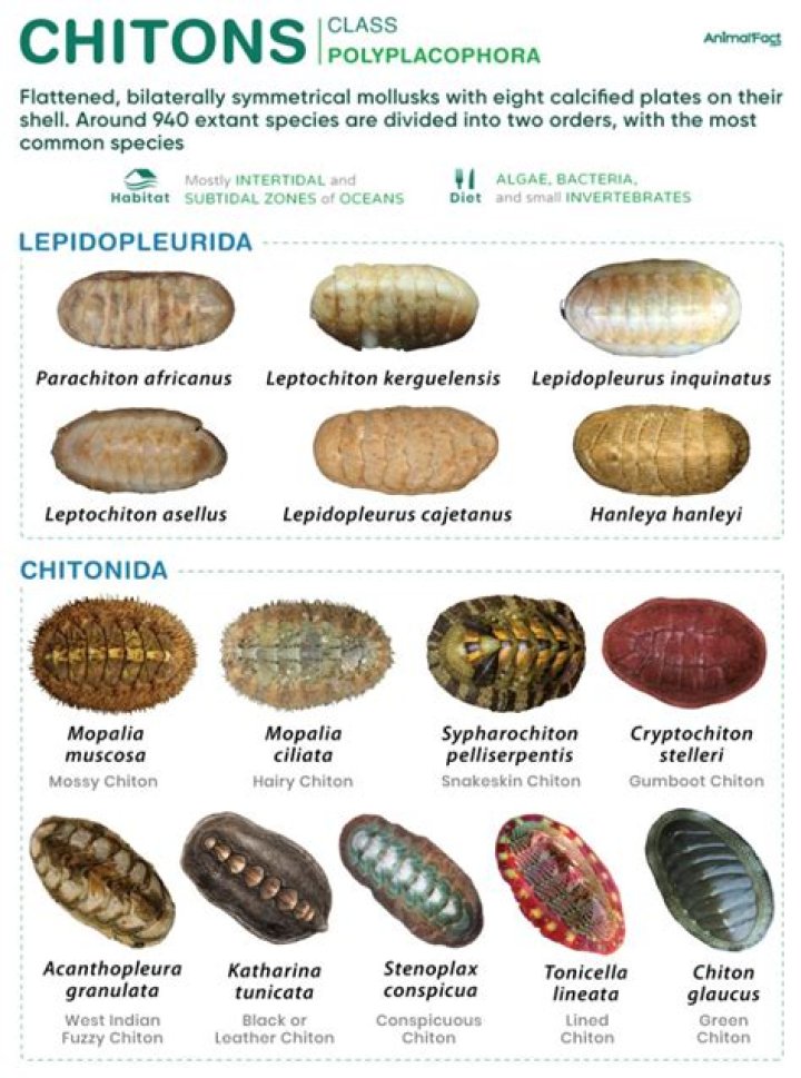 What do chitons do?
