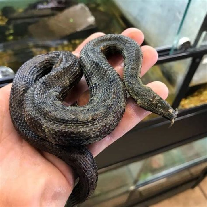 What do tentacled snakes eat?