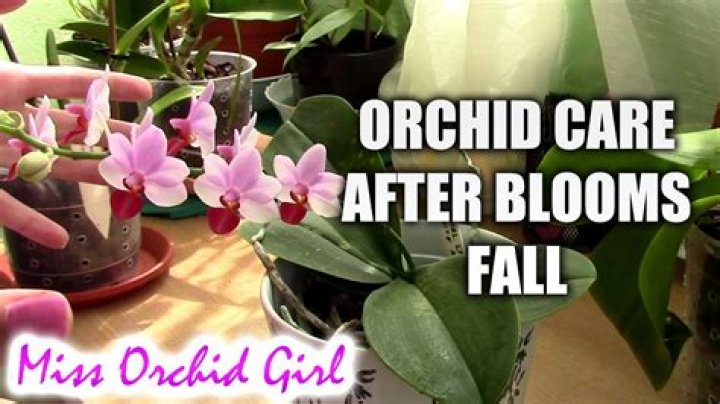 What do you do after orchid blooms fall off?