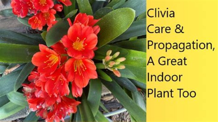 What do you do with clivias after they bloom?