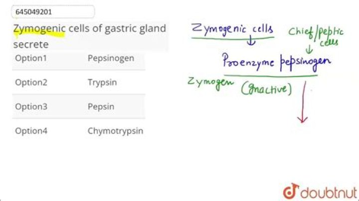 What do Zymogenic cells secrete?