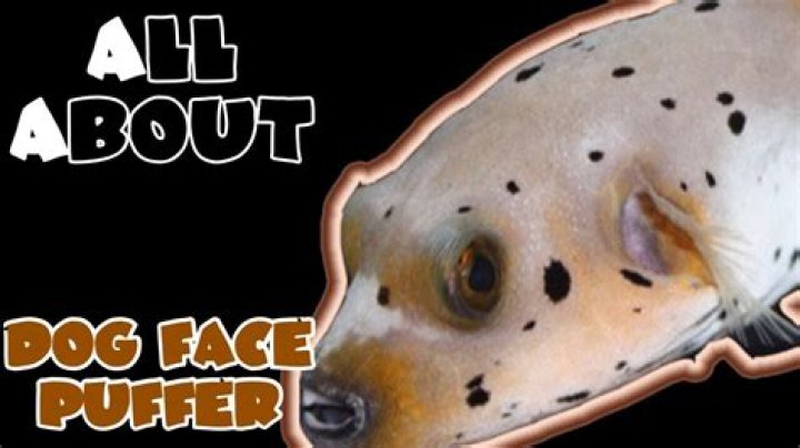 What does a dog face puffer eat?