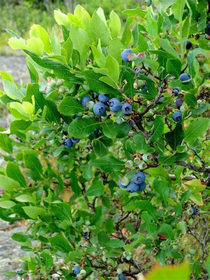 What does a highbush blueberry plant look like?