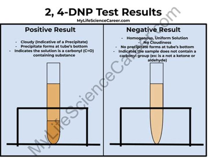 What does a positive 2/4 DNP test indicate?
