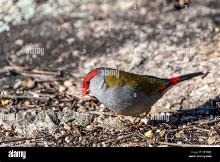 What does a red-browed finch eat?