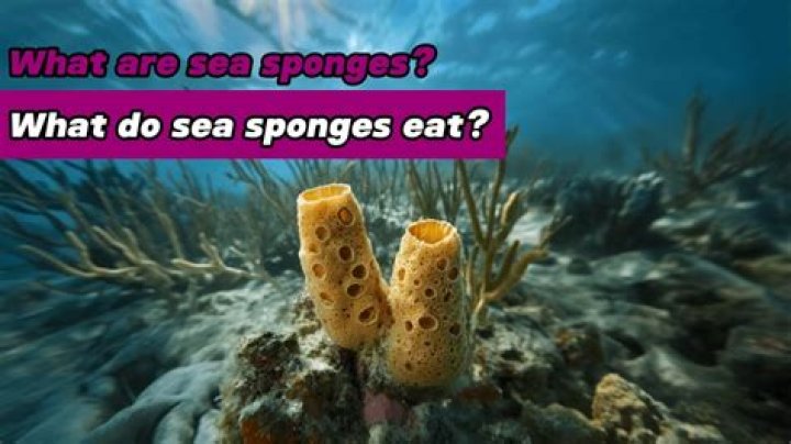 What does a sea sponge do?
