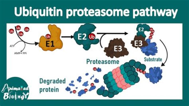 What does an E3 ubiquitin ligase do?