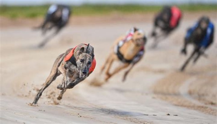 What does B form mean in greyhound racing?