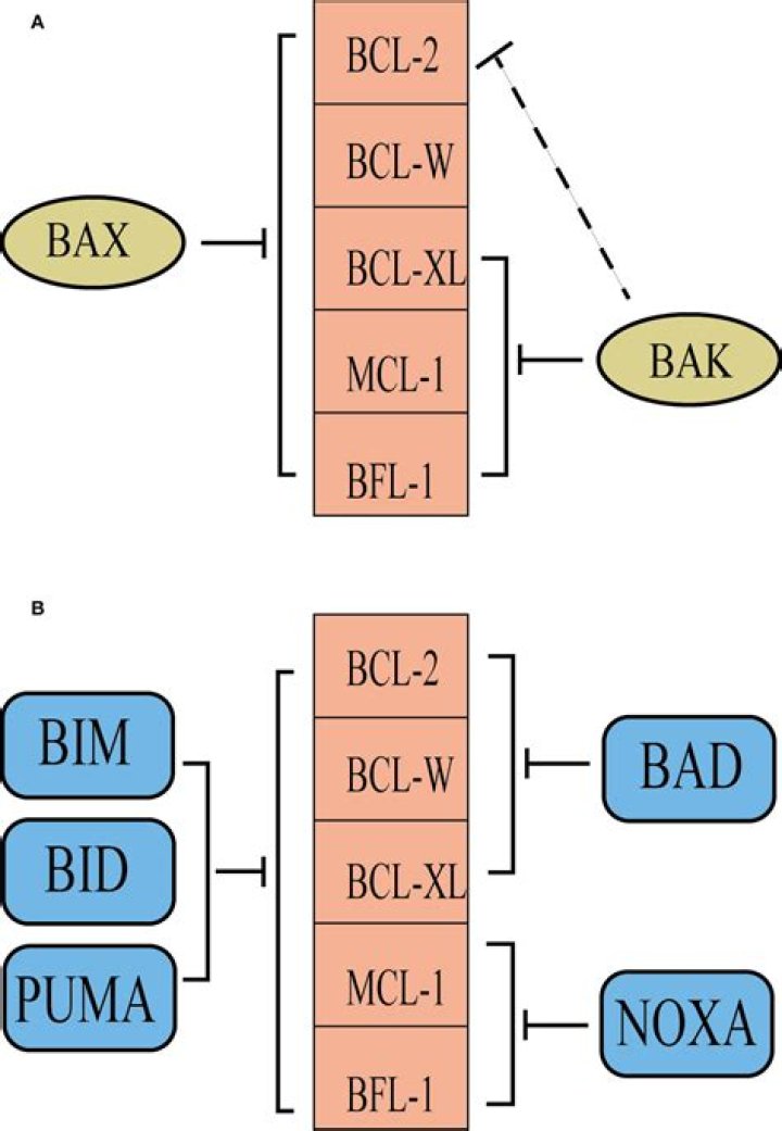 What does BCL2 stand for?