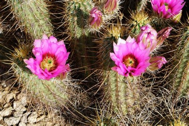 What does cactus hour mean in Australia?