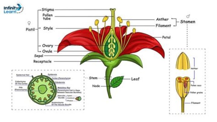 What does Calix mean in the Bible?