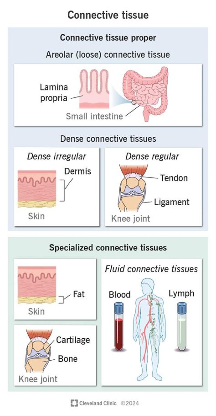 What does connective tissue proper do?