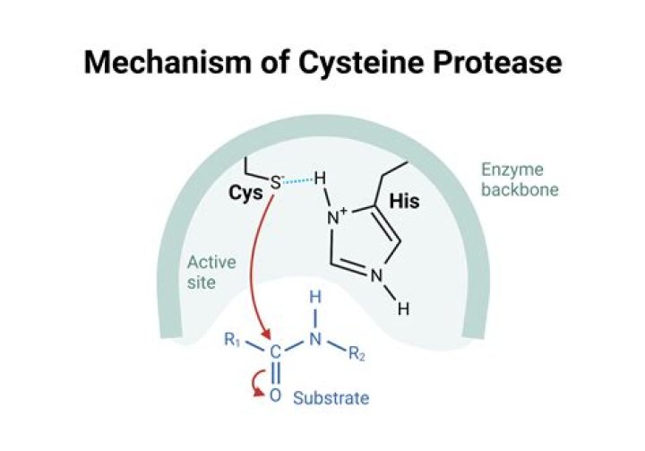 What does cysteine protease do?