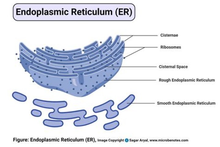 What does ER mean in diltiazem?