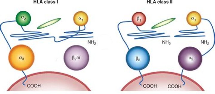 What does HLA class II do?