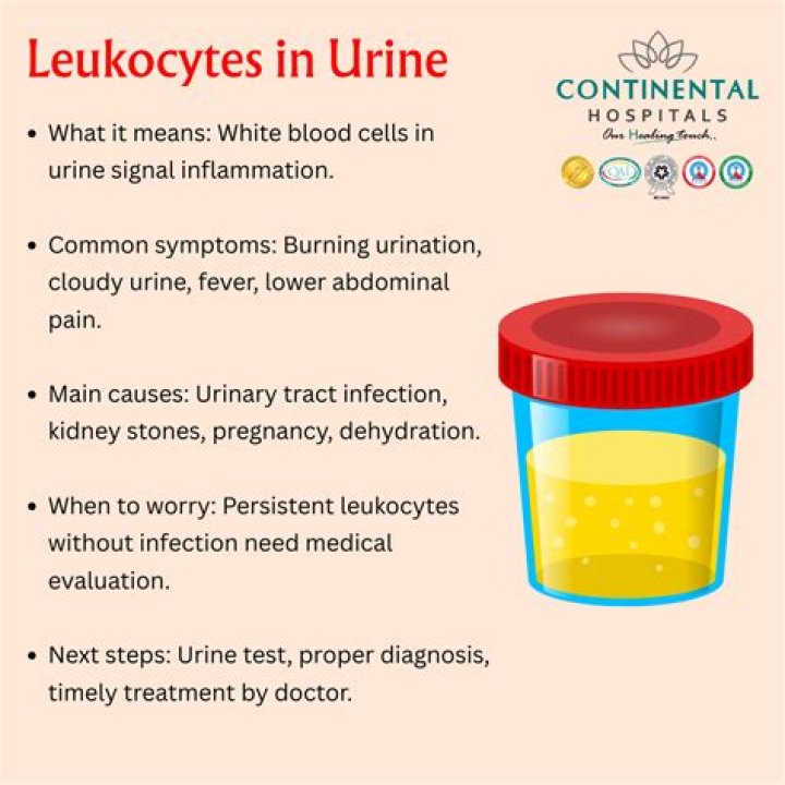 What does it mean when leukocytes are in your urine?