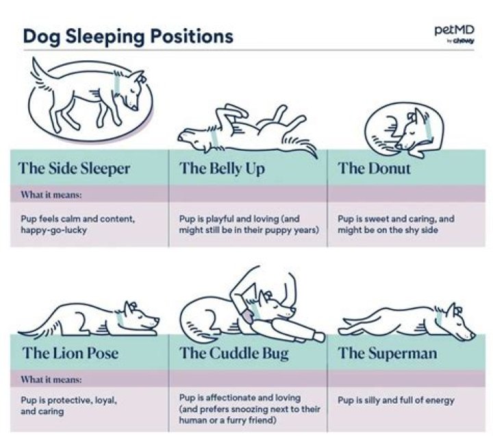 What does it mean when your dog wakes you up?