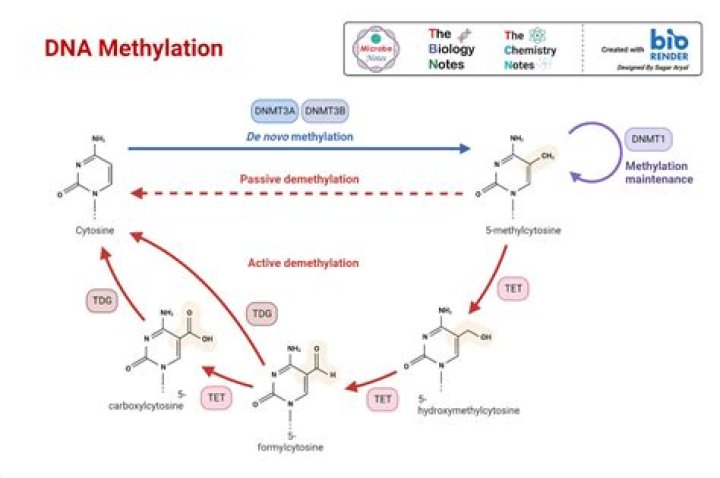 What does methylation do to p53?