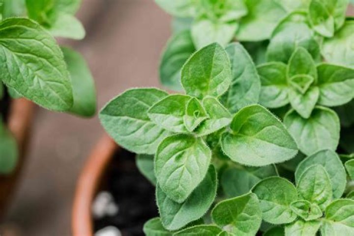 What does oregano herb do?