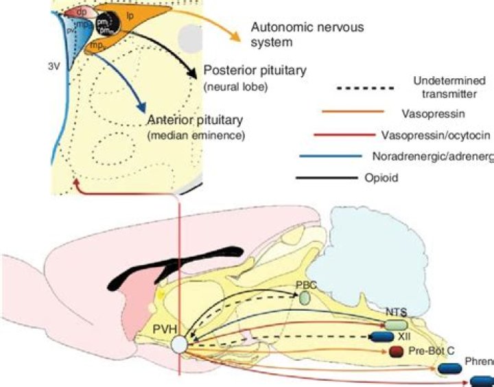 What does paraventricular nucleus of hypothalamus secrete?