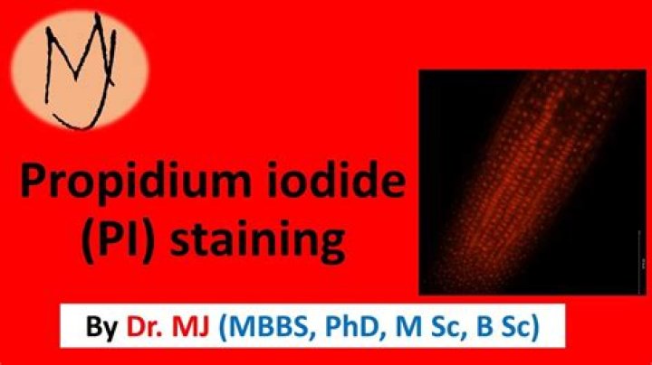 What does propidium iodide detect?