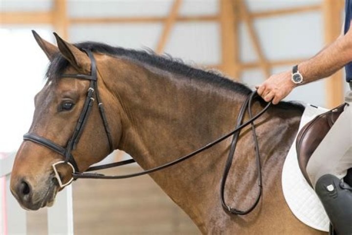 What does pull back the reins mean?