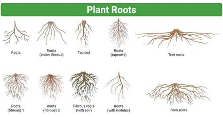 What does root mean in computer terms?