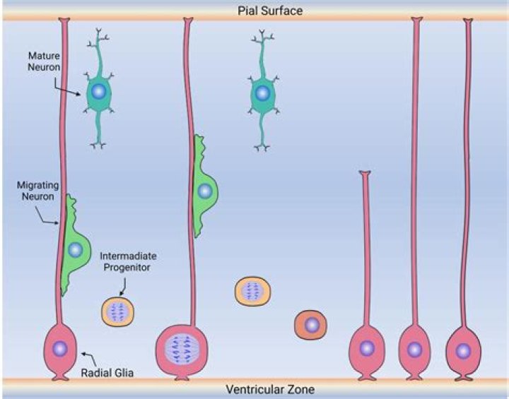 What does Tdnt mean in concordance?