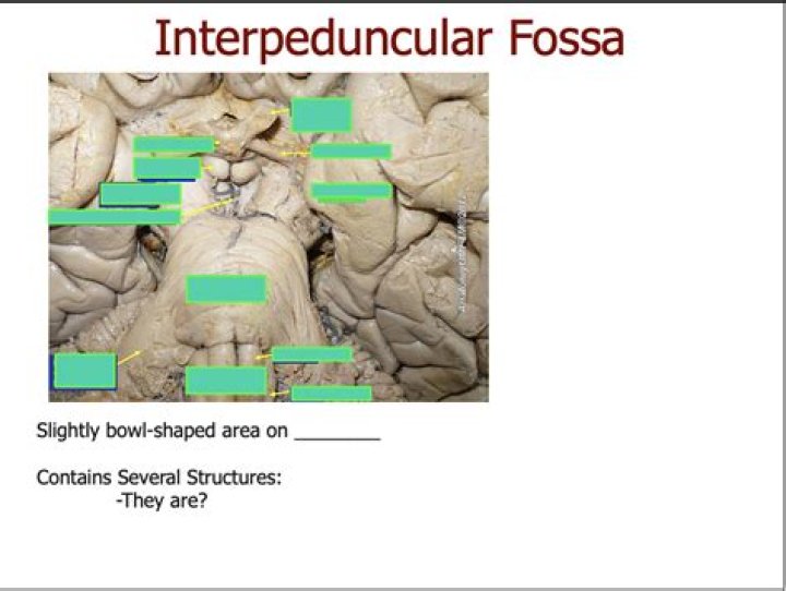 What does the interpeduncular fossa do?