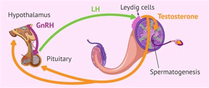 What does the luteinizing hormone do?