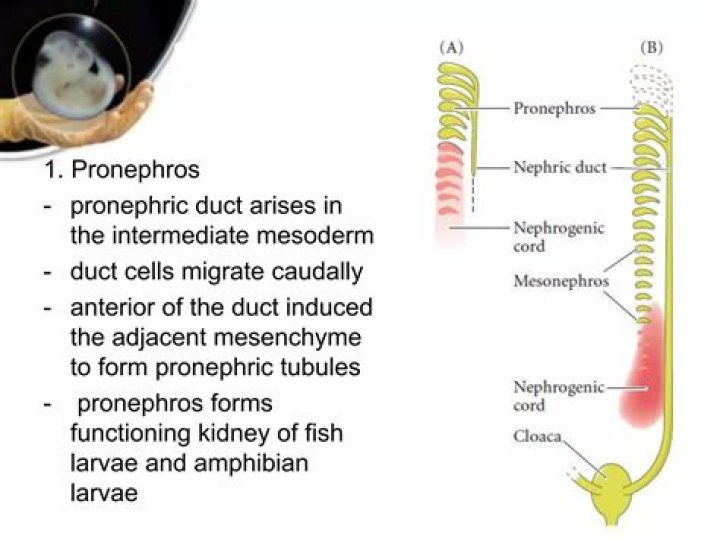 What does the pronephros give rise to?