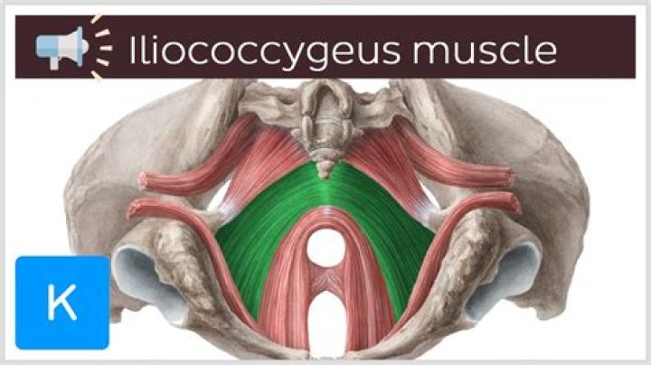 What does the Pubococcygeus muscle do?